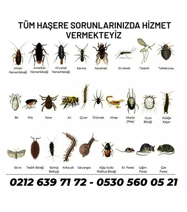 Böcek Pest Kontrol