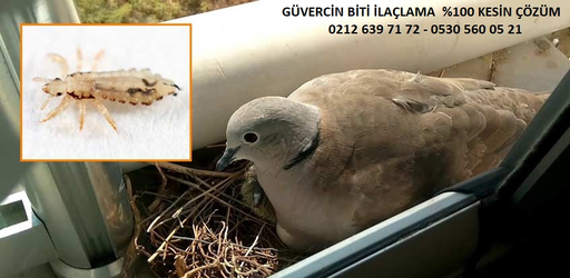 guvercin-biti-ilaclama