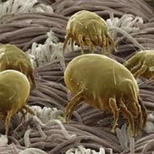 uyuz-bocegi-ilaclama